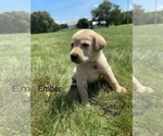 Small #1 Labrador Retriever