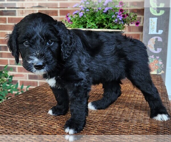 Medium Photo #5 Aussiedoodle Puppy For Sale in COLUMBIA, TN, USA