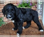 Small #4 Aussiedoodle