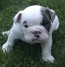 Bulldog Puppy for sale in GOLDEN, CO, USA