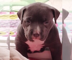 Medium American Bully