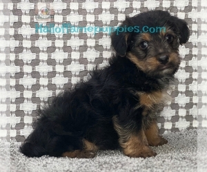 YorkiePoo Puppy for sale in LOUDONVILLE, OH, USA