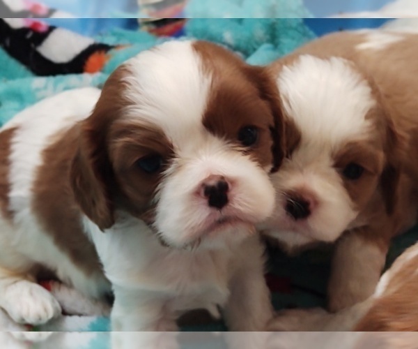 Full screen Photo #3 Cavalier King Charles Spaniel Puppy For Sale in PORT ORCHARD, WA, USA