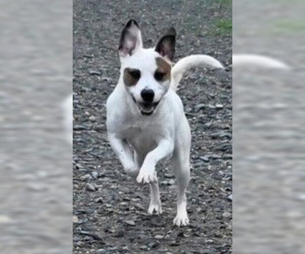 Medium Photo #3 Mutt Puppy For Sale in Rockaway, NJ, USA