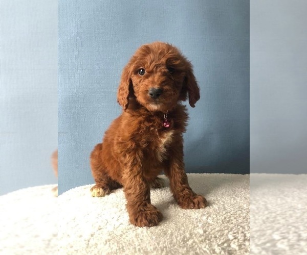 Medium Photo #1 Goldendoodle Puppy For Sale in LOGANSPORT, IN, USA