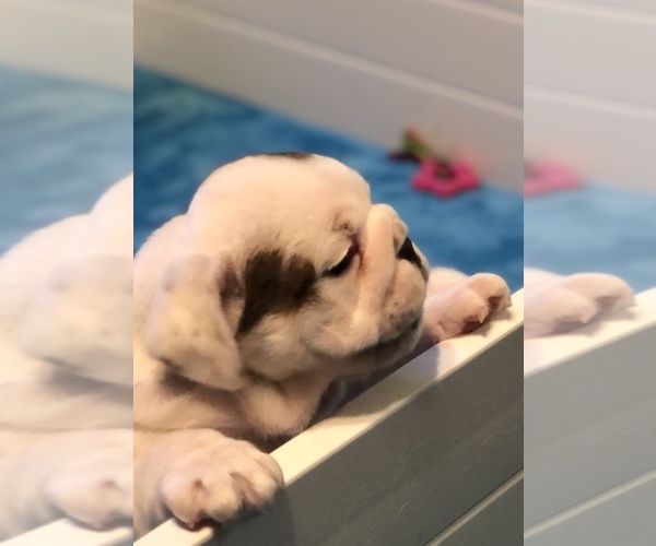 Medium Photo #10 English Bulldog Puppy For Sale in NORCO, CA, USA