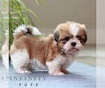 Small #3 Shih Tzu