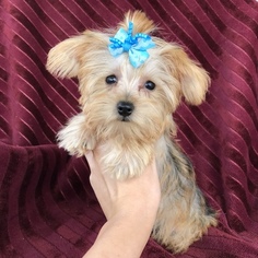 Morkie Puppy for sale in HOUSTON, TX, USA