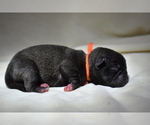 Small #2 Pug