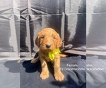 Puppy Yellow Goldendoodle