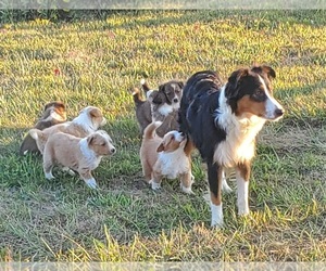 English Shepherd Puppy for sale in ETNA GREEN, IN, USA