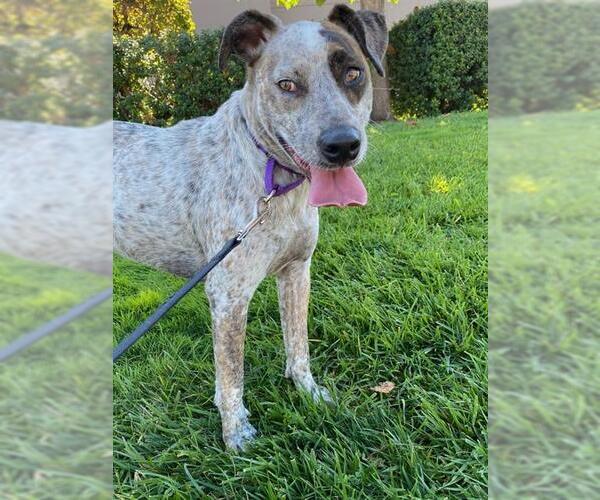 Medium Photo #1 Mutt Puppy For Sale in Petaluma, CA, USA