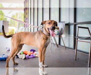 Oliver - Male German Shepherd Dog-Unknown Mix Dog for Adoption - Photo #5