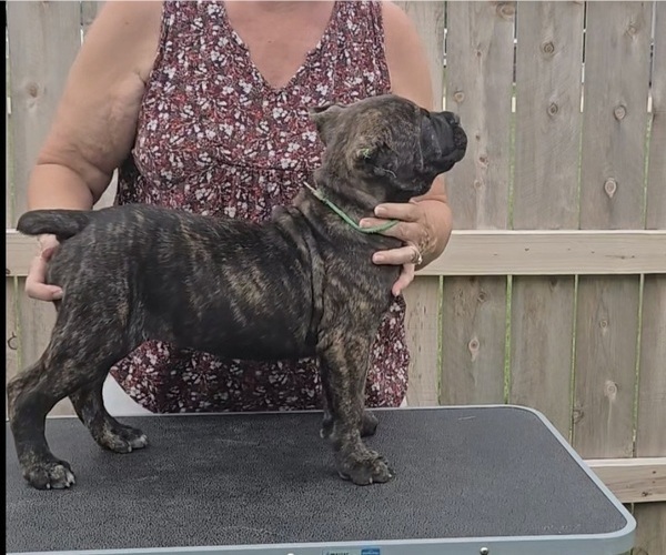 Medium Photo #6 Cane Corso Puppy For Sale in CAMBY, IN, USA