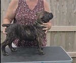 Small #5 Cane Corso