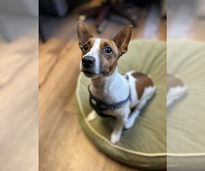 Jack Russell Terrier Dogs for adoption in Lancaster, PA, USA