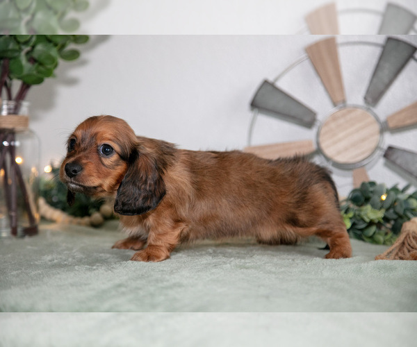 Medium Photo #12 Dachshund Puppy For Sale in GOSHEN, IN, USA
