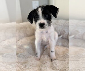 Chihuahua-Unknown Mix Dogs for adoption in St. Louis Park, MN, USA