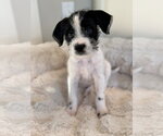 Small Chihuahua Mix