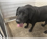 Small Labrador Retriever