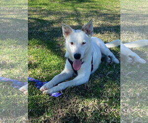 Border Collie-Unknown Mix Dogs for adoption in La Verne, CA, USA