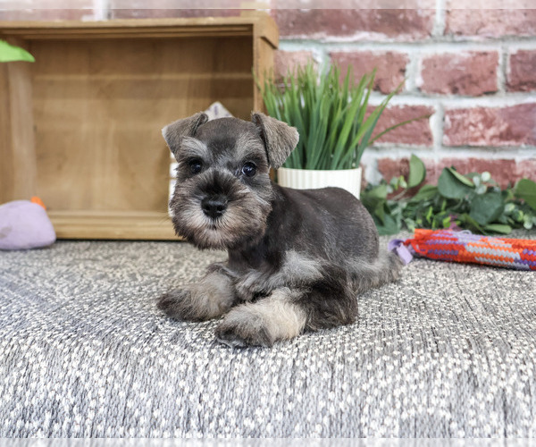 Medium Photo #6 Schnauzer (Miniature) Puppy For Sale in SYRACUSE, IN, USA