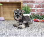 Small #5 Schnauzer (Miniature)