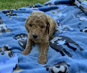 Goldendoodle Puppy for sale in RENO, NV, USA