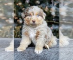 Small Photo #8 Australian Shepherd Puppy For Sale in WESLEY CHAPEL, FL, USA