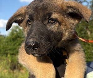 German Shepherd Dog Puppy for sale in MOSCOW, TN, USA