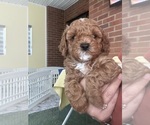 Small Photo #48 Cavapoo-Poodle (Toy) Mix Puppy For Sale in PENSACOLA, FL, USA