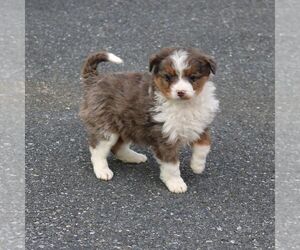 Bernedoodle (Miniature) Puppy for sale in NARVON, PA, USA