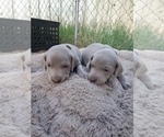 Small Photo #9 Weimaraner Puppy For Sale in ORLAND, CA, USA