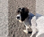Small #1 Great Pyrenees Mix