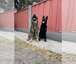 Small German Shepherd Dog