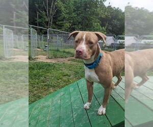 American Pit Bull Terrier-American Staffordshire Terrier Mix Dogs for adoption in Calhoun, GA, USA