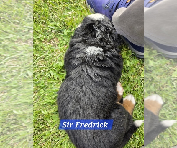 Medium Photo #3 Bernese Mountain Dog Puppy For Sale in SUPERIOR, WI, USA