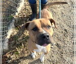 Small #1 Boxer Mix
