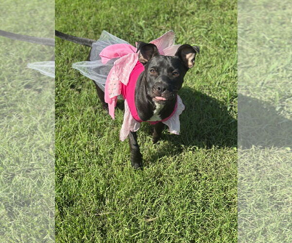 Medium Photo #4 American Pit Bull Terrier-Unknown Mix Puppy For Sale in Pacolet, SC, USA