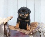 Small #2 Rottweiler