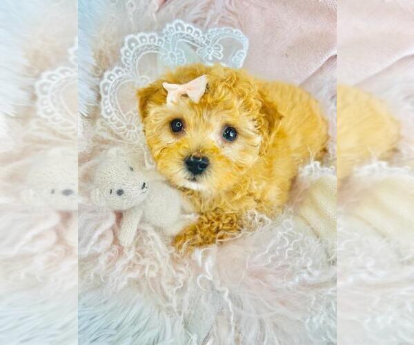 Medium Photo #1 Poodle (Toy) Puppy For Sale in TAMPA, FL, USA