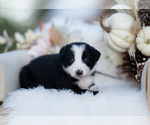 Small #2 Border Collie