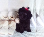 Small #1 YorkiePoo
