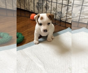 Jack Russell Terrier Puppy for sale in N ATTLEBORO, MA, USA