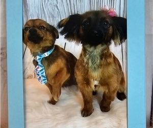 Mother of the Chihuahua-Chiweenie Mix puppies born on 08/22/2025