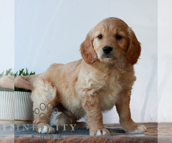 Medium Photo #3 Goldendoodle (Miniature) Puppy For Sale in LITITZ, PA, USA