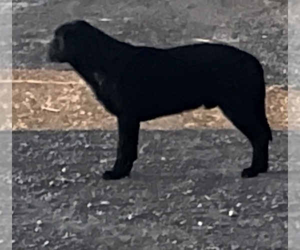 Medium Photo #1 Labrador Retriever Puppy For Sale in LOMA, CO, USA