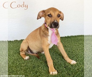 Labrador Retriever-Unknown Mix Dogs for adoption in San Diego, CA, USA
