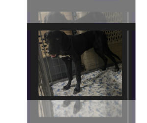 Great Dane-Labrador Retriever Mix Dogs for adoption in Brewster, NY, USA