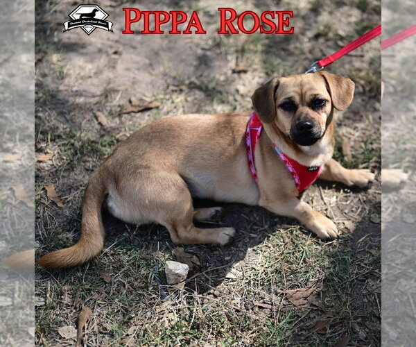 Medium Photo #14 Dachshund-Unknown Mix Puppy For Sale in San Antonio, TX, USA